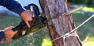 Best Tree Health Inspection  in Picacho Hills, NM